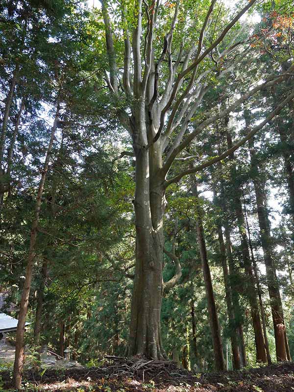 白山比咩神社のブナ