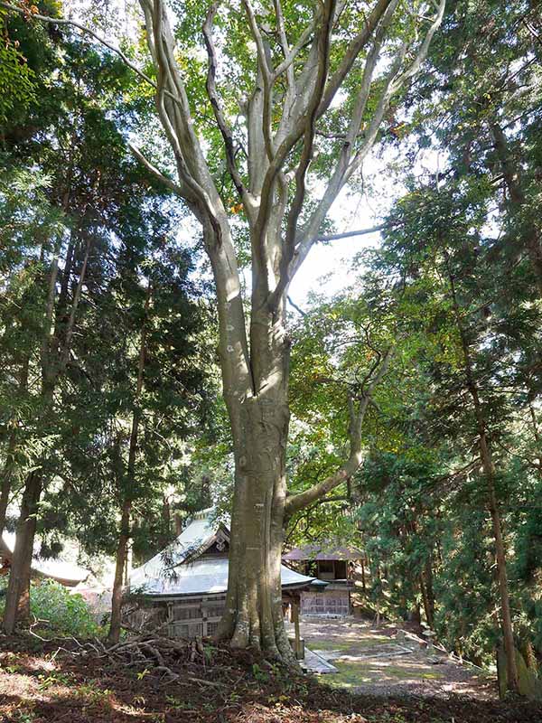 白山比咩神社のブナ