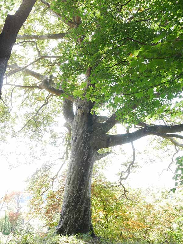 白山比咩神社のブナ