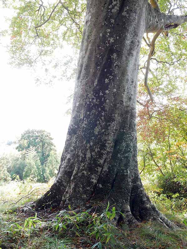 白山比咩神社のブナ