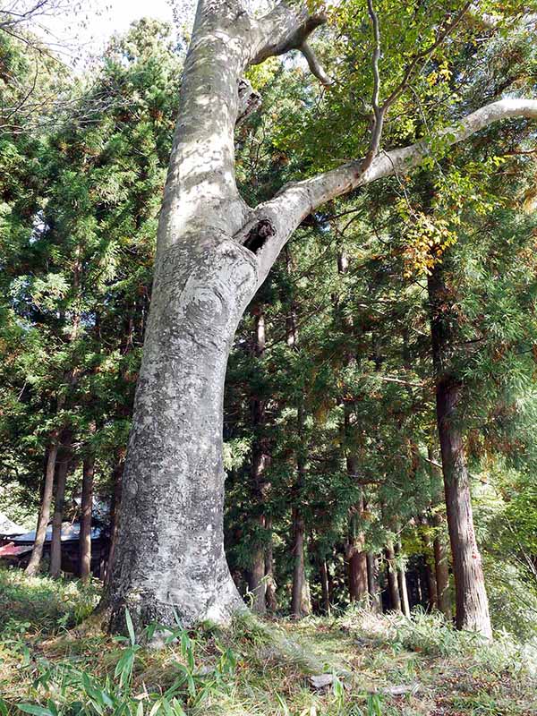 白山比咩神社のブナ