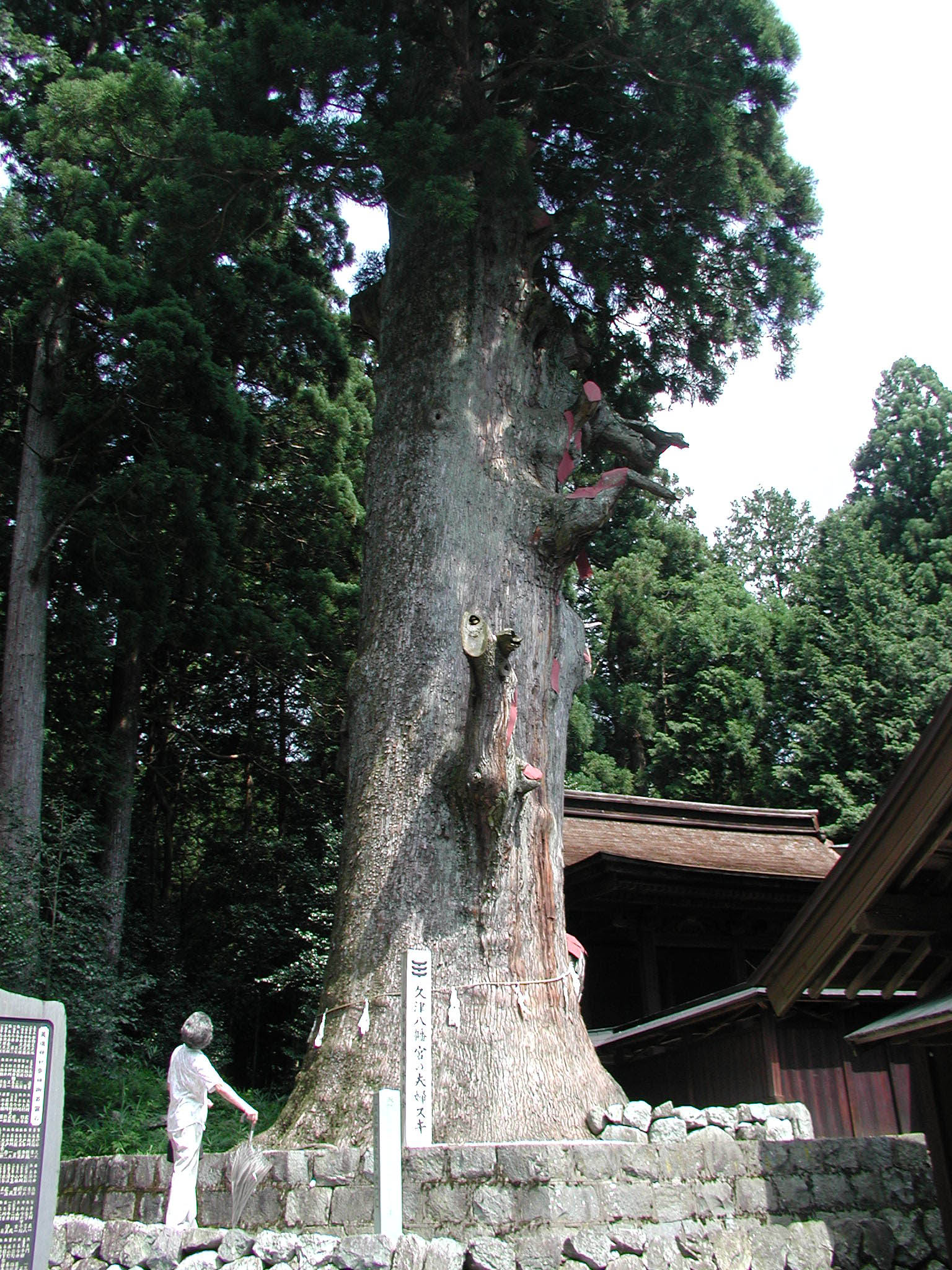 久津八幡宮の夫婦スギ