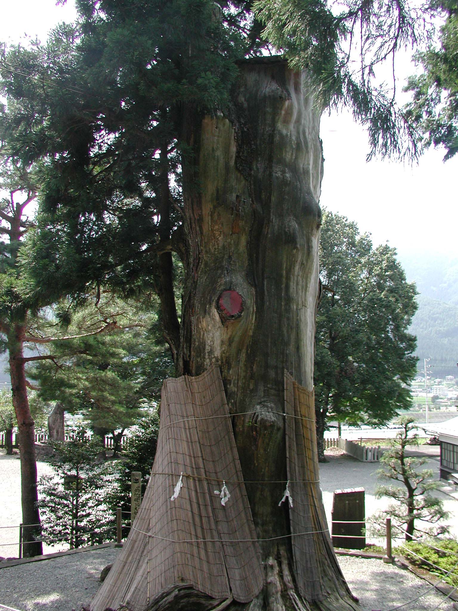 久津八幡宮の夫婦スギ