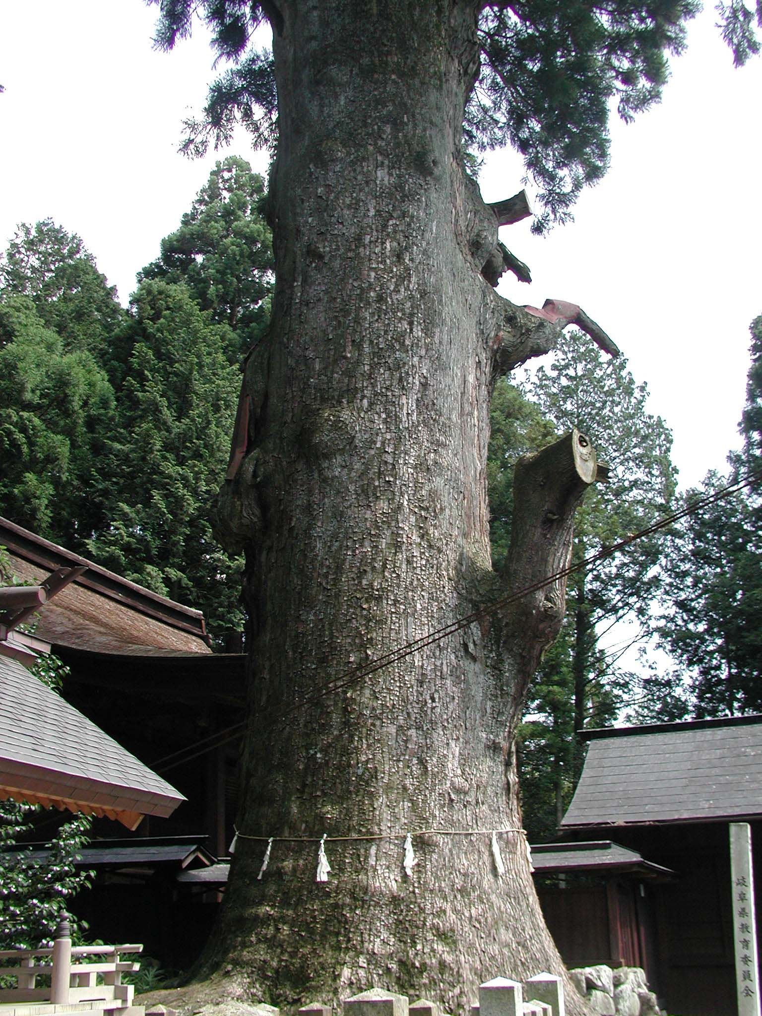 久津八幡宮の夫婦スギ