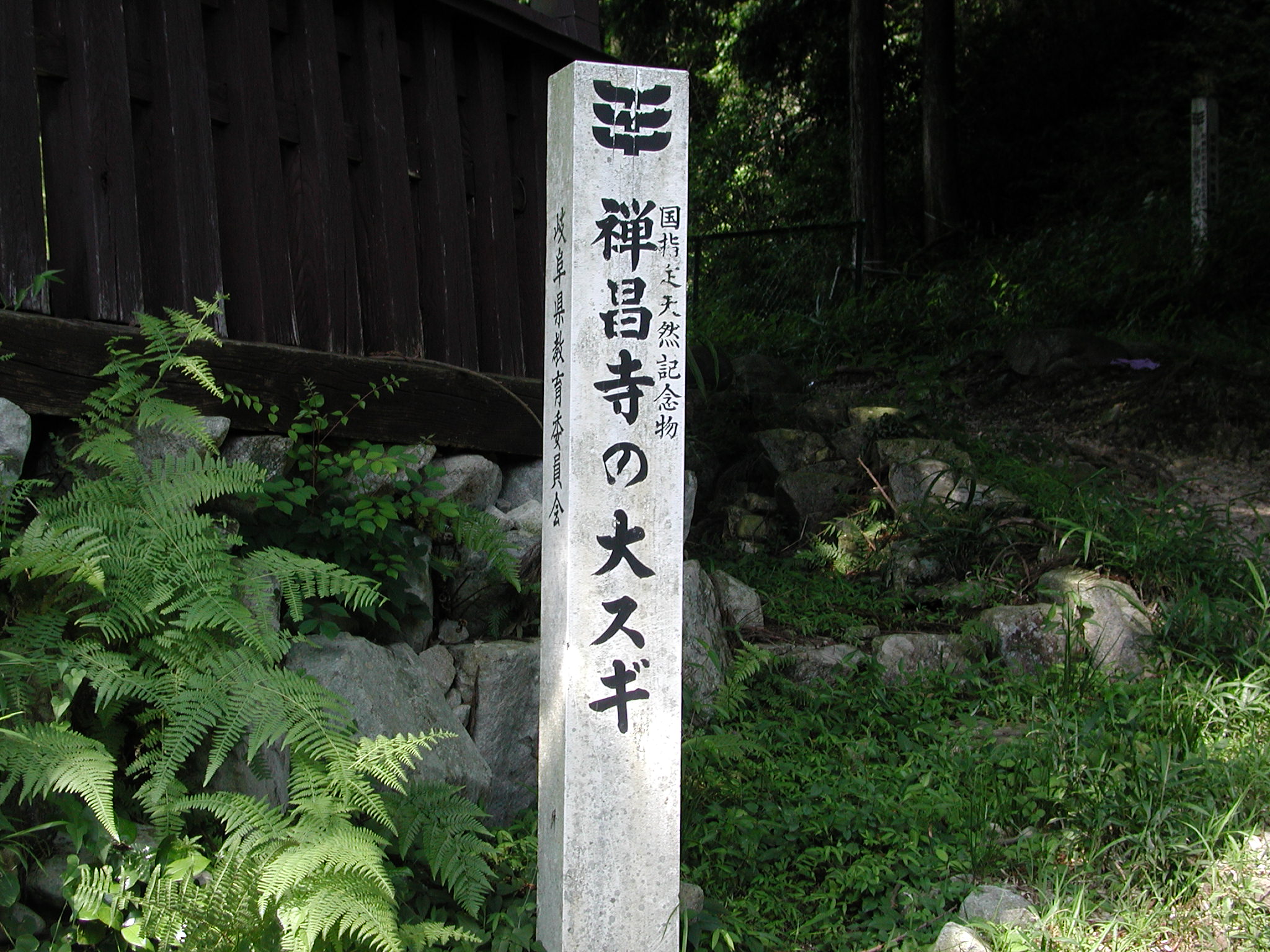 禅昌寺の大スギ