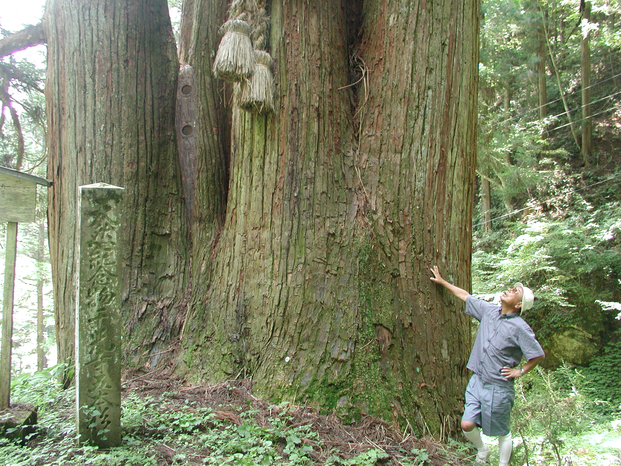 千光寺の五本スギ