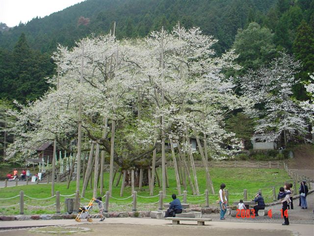 根尾谷淡墨桜