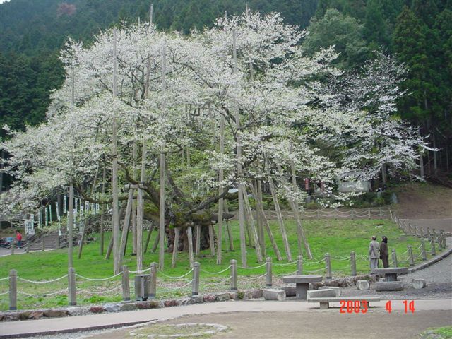 根尾谷淡墨桜