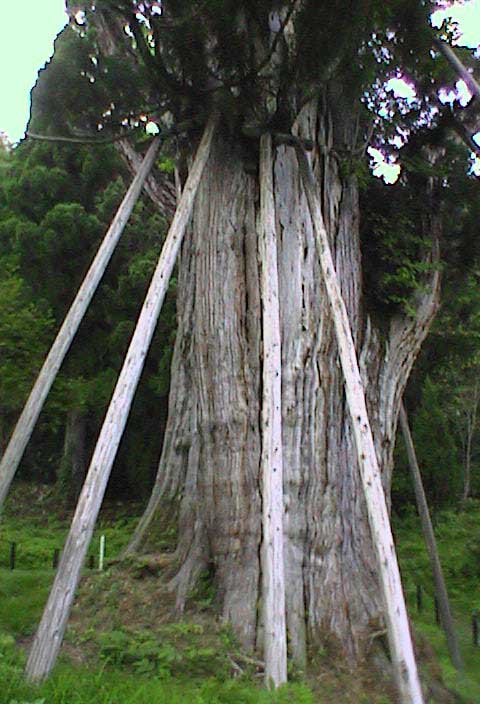 石徹白の大すぎ