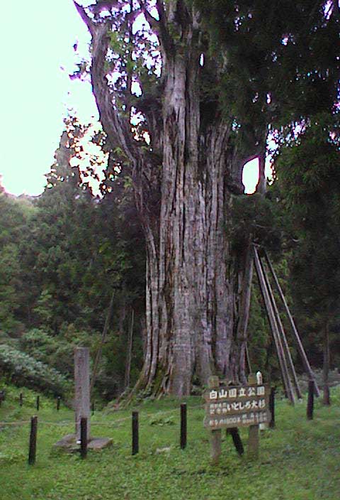 石徹白の大すぎ