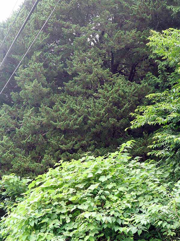 帝釈宇山のシンパク