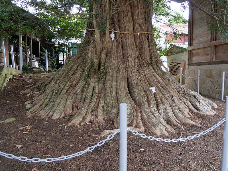 津田の大カヤ