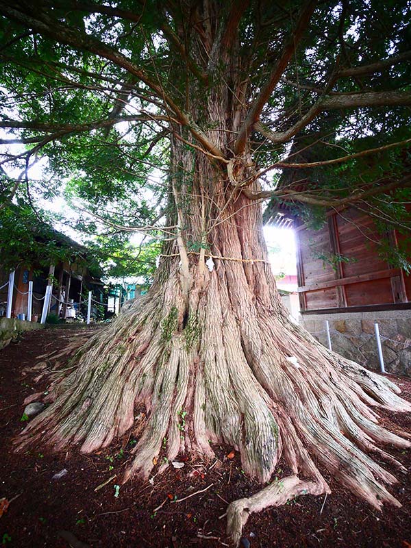 津田の大カヤ