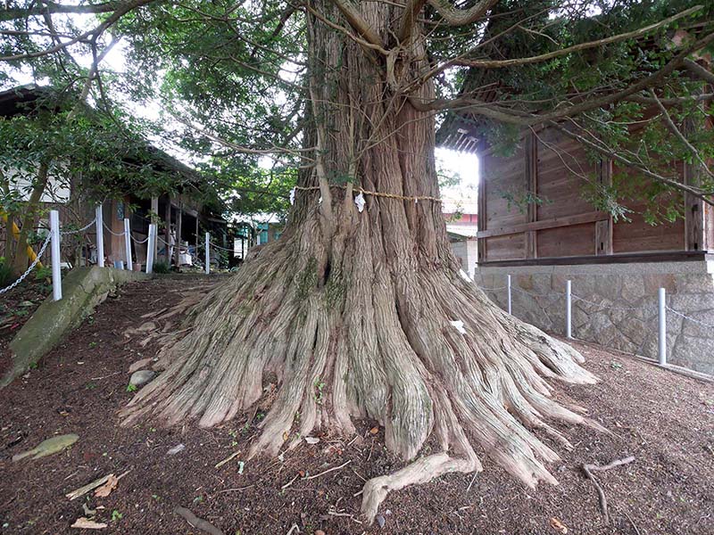 津田の大カヤ