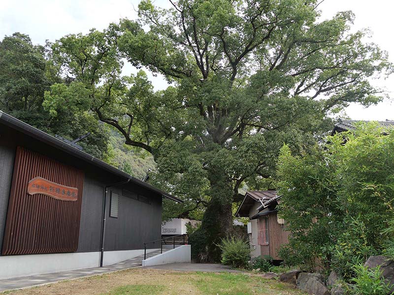 糸荷神社のクスノキ