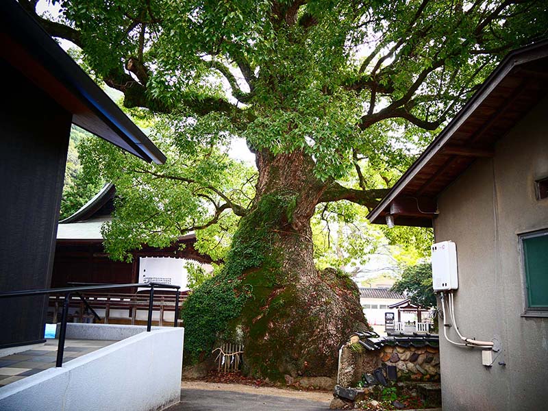 糸荷神社のクスノキ