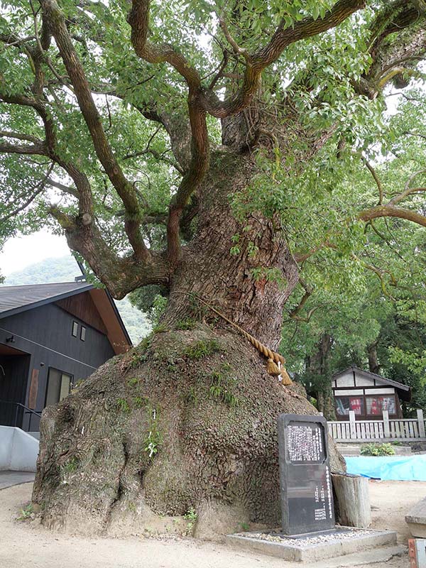 糸荷神社のクスノキ