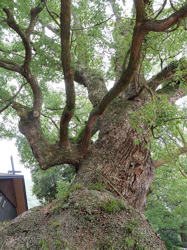 糸荷神社のクスノキ