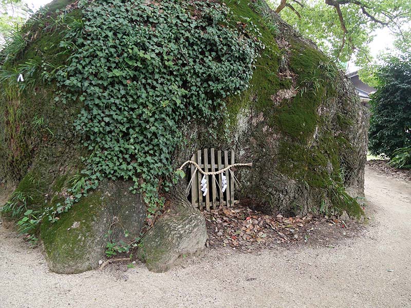 糸荷神社のクスノキ