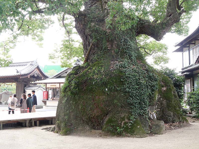 糸荷神社のクスノキ