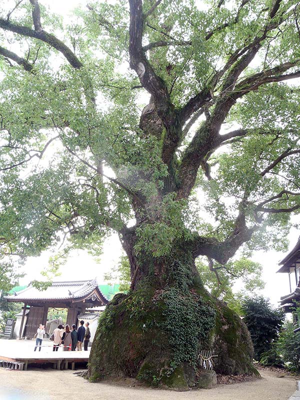 糸荷神社のクスノキ