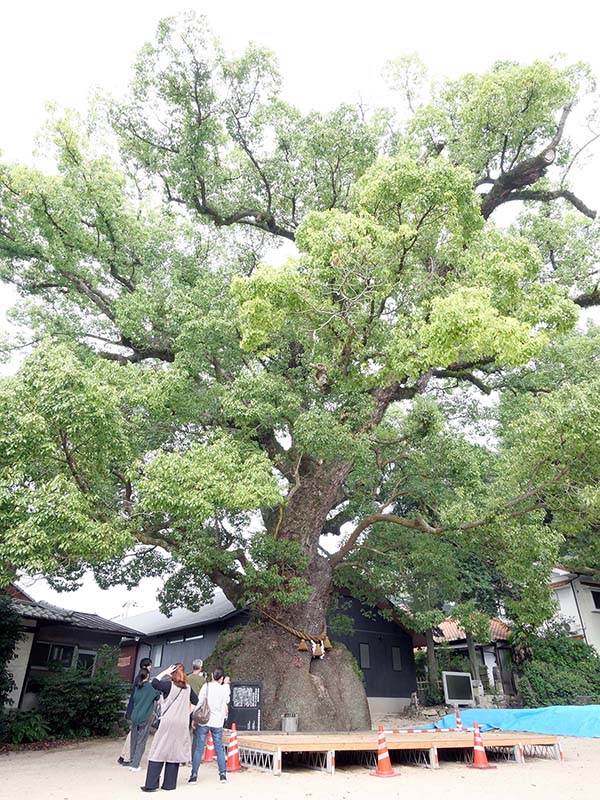 糸荷神社のクスノキ