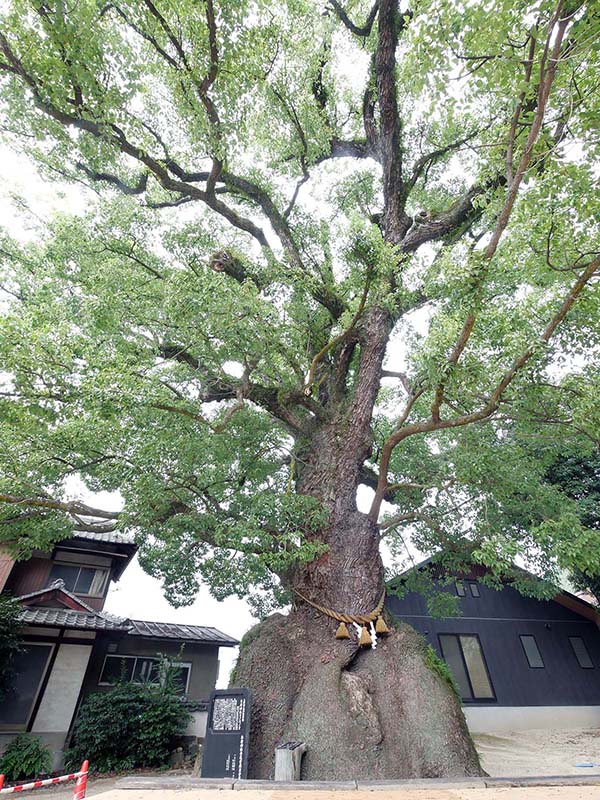 糸荷神社のクスノキ