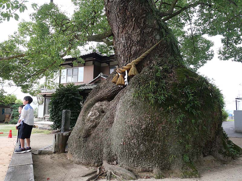 糸荷神社のクスノキ