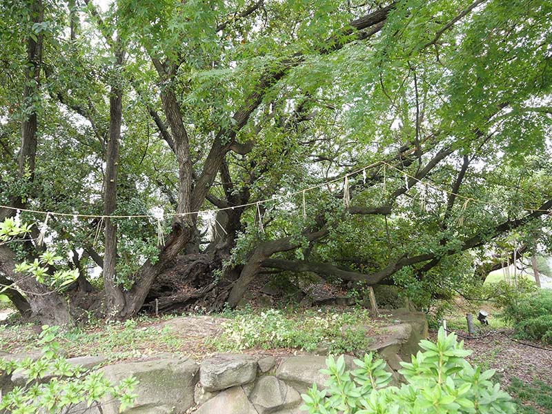 糸荷神社のクスノキ