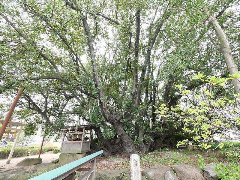 糸荷神社のクスノキ