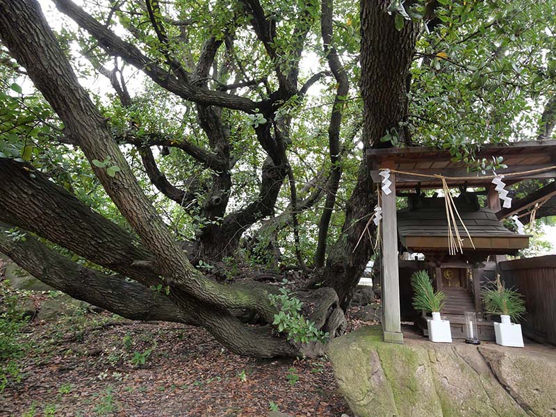 糸荷神社のクスノキ