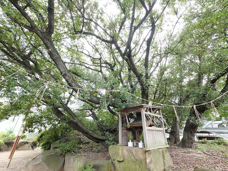 糸荷神社のクスノキ