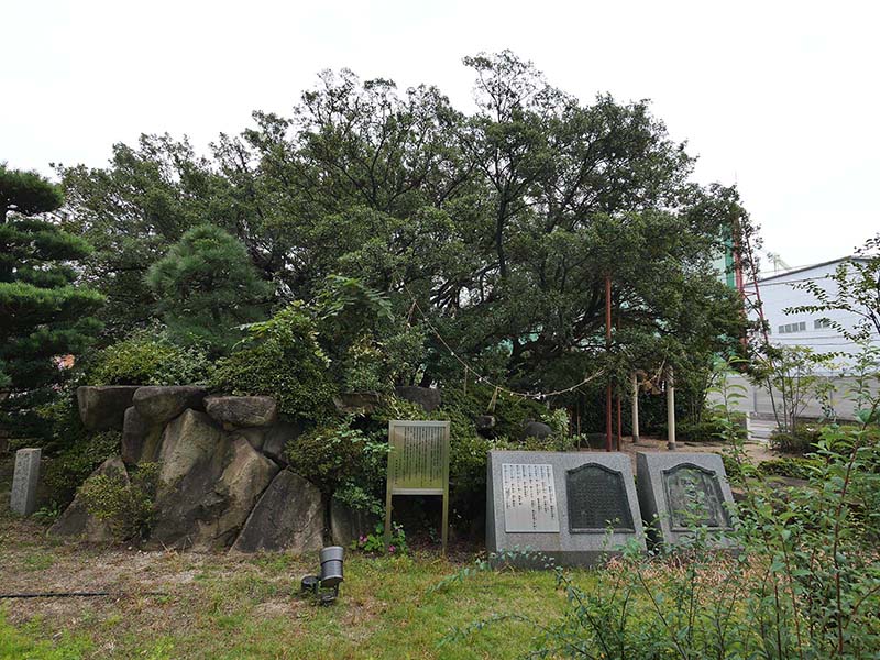 糸荷神社のクスノキ