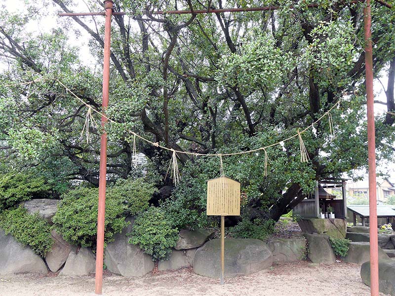 糸荷神社のクスノキ