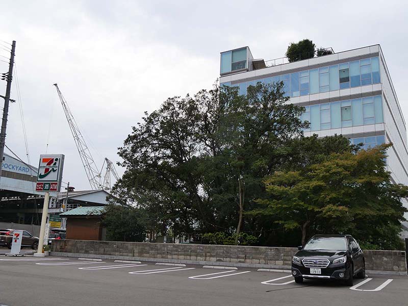 糸荷神社のクスノキ