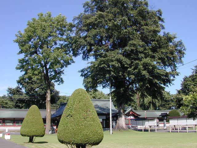 護国神社のニレ