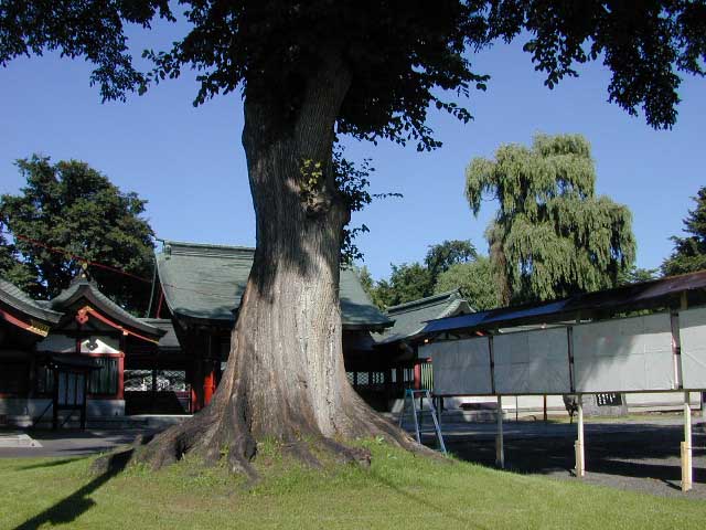 護国神社のニレ