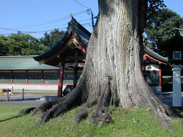 護国神社のニレ