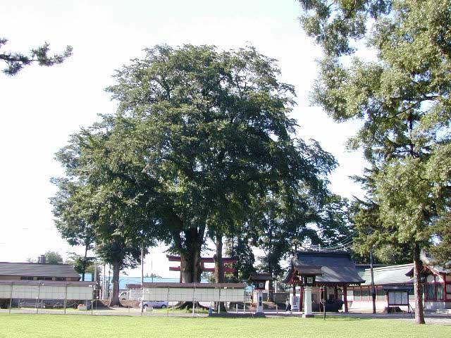 護国神社のニレ