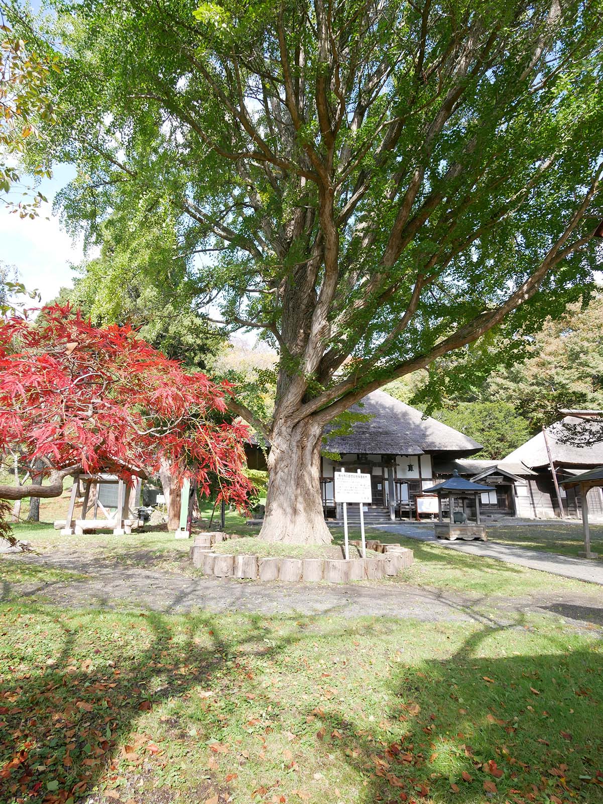 善光寺の銀杏