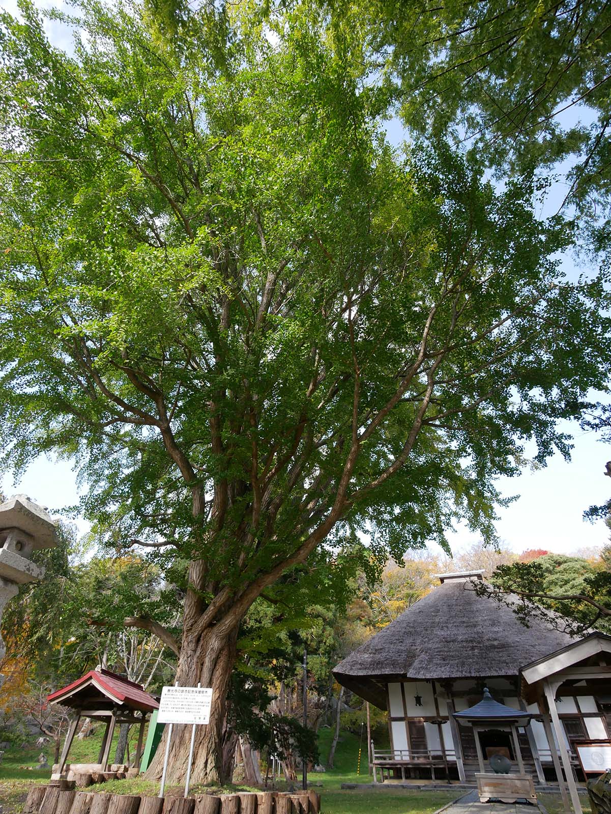 善光寺の銀杏