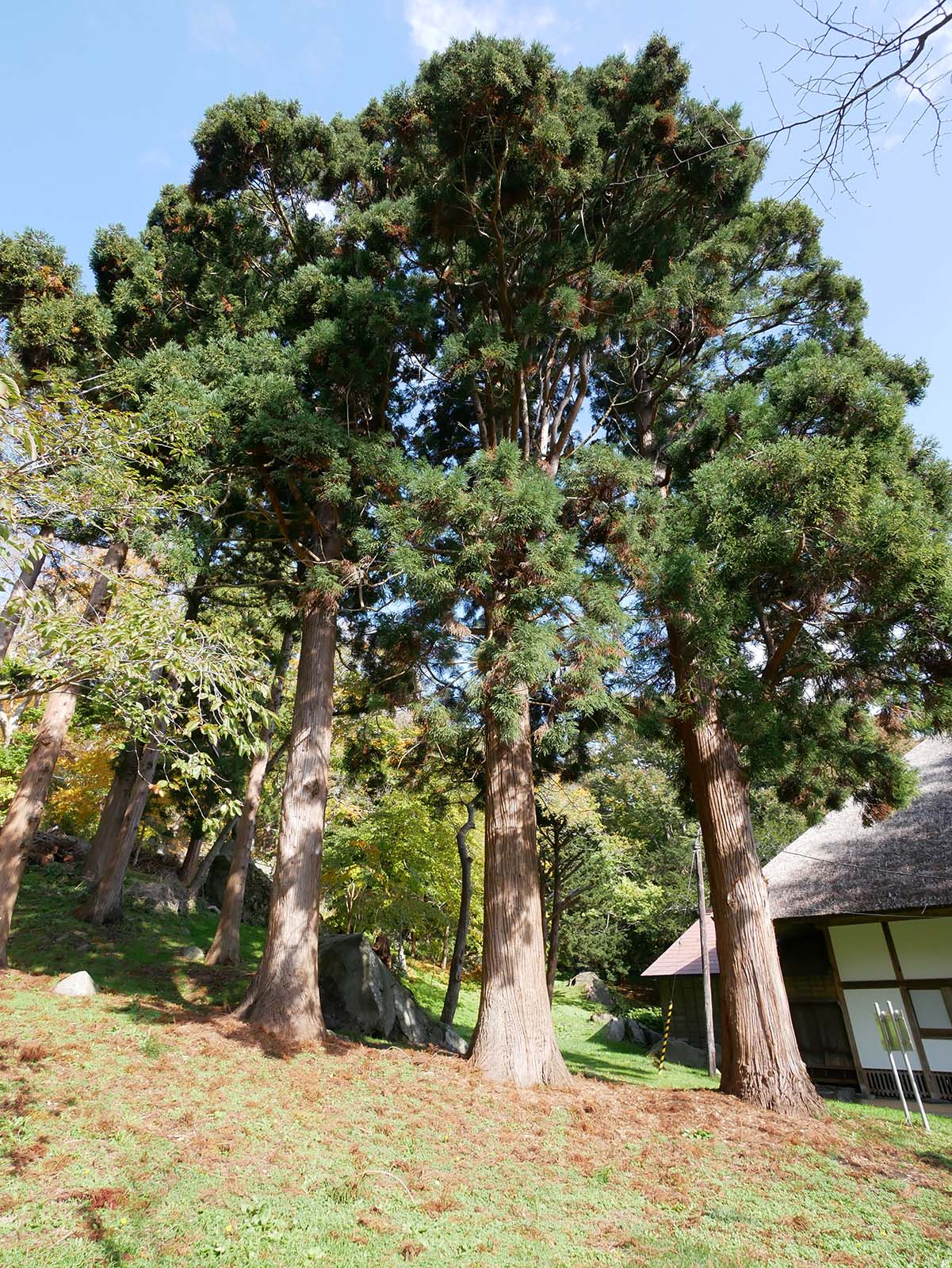 善光寺の三本杉