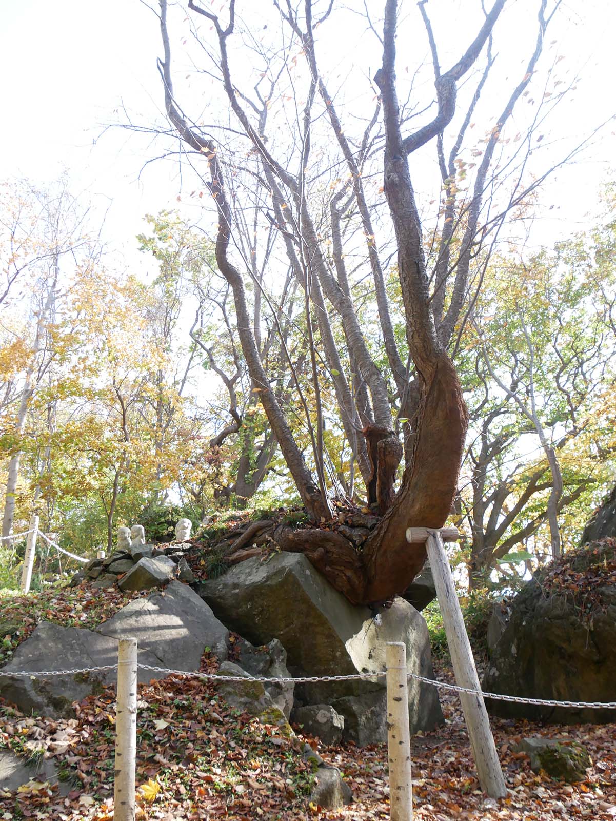 善光寺の石割桜