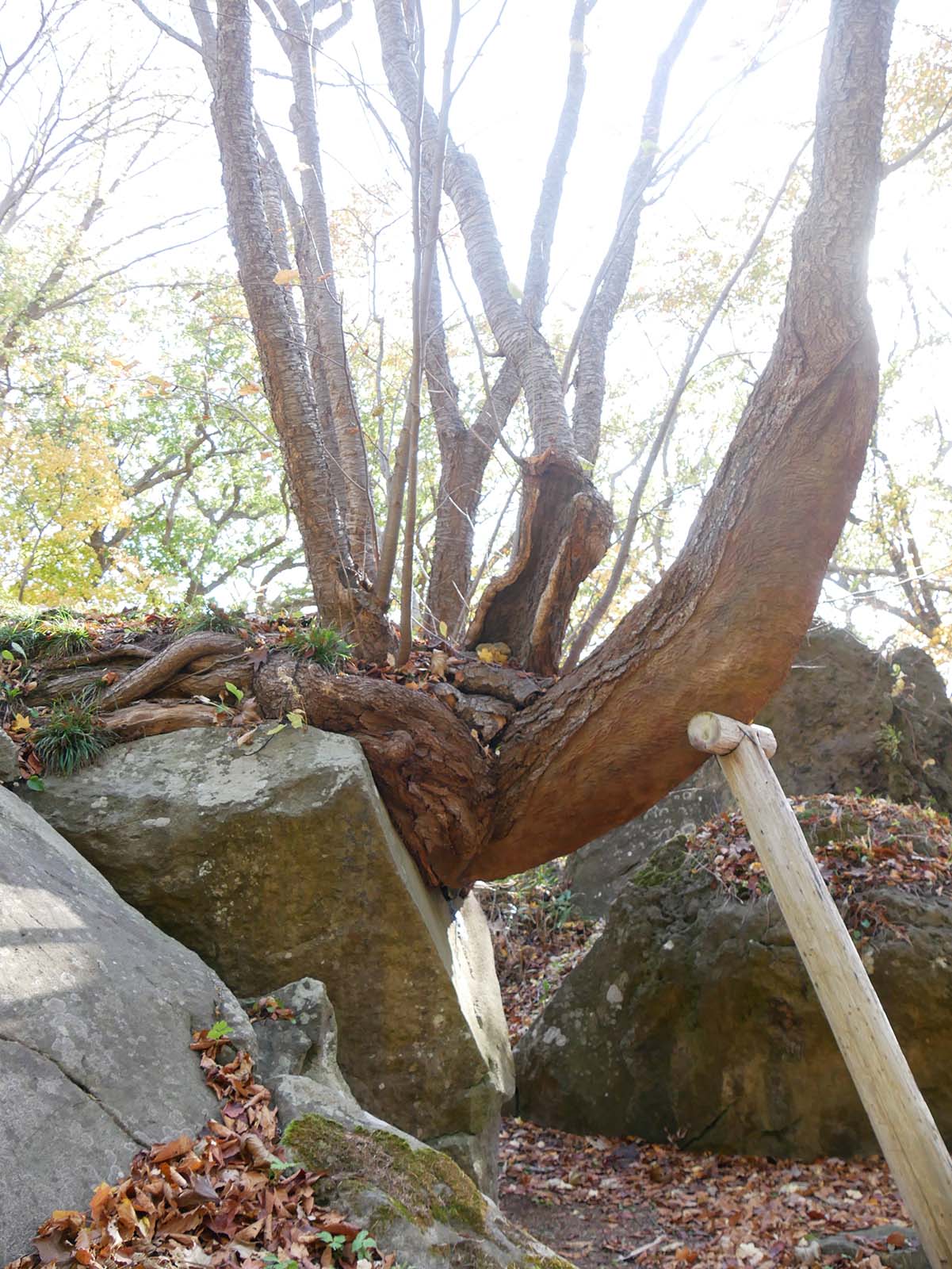 善光寺の石割桜