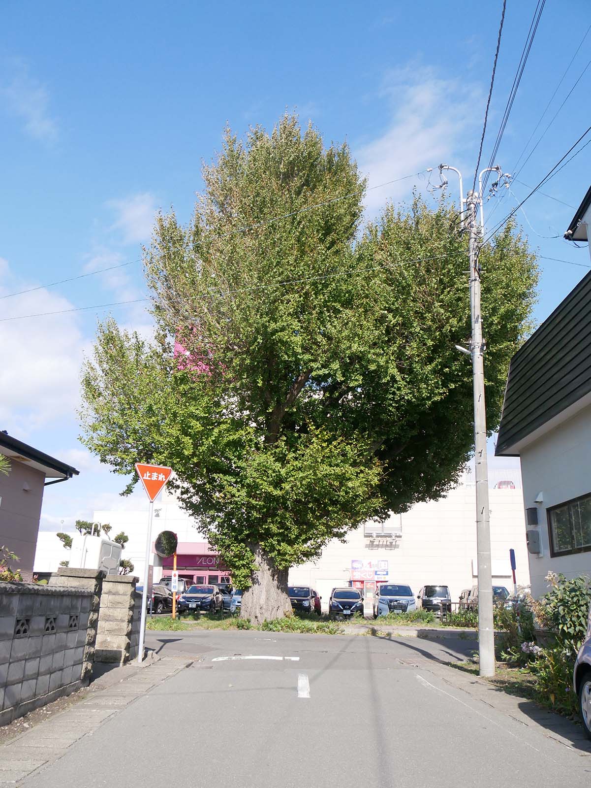 寺島のイチョウ