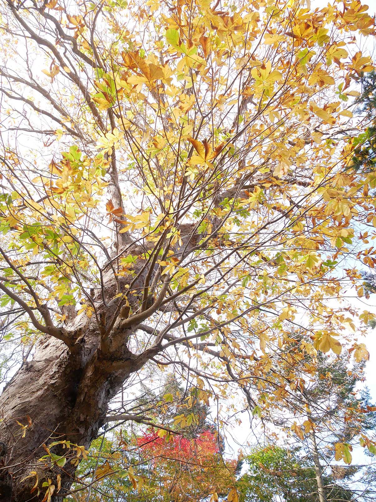 柏木町のトチノキ