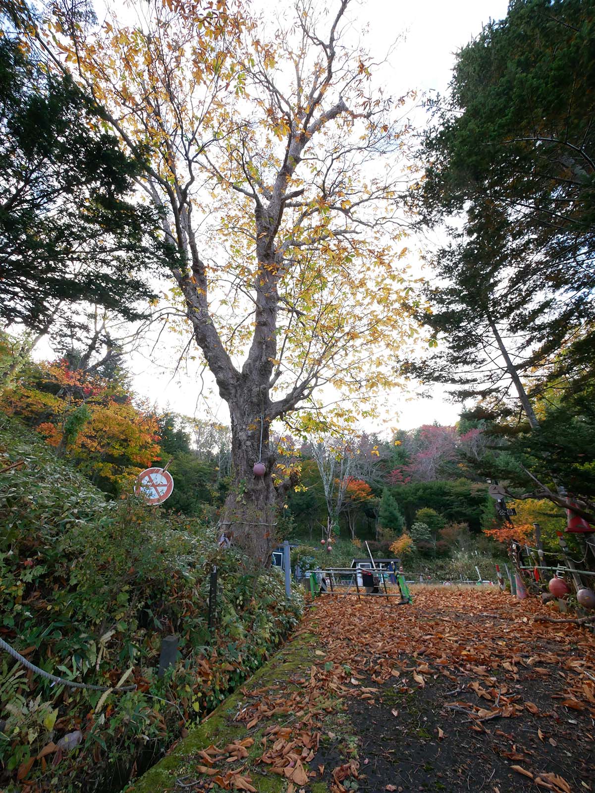 柏木町のトチノキ