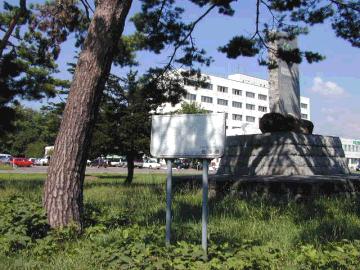 来知神社のあかまつ