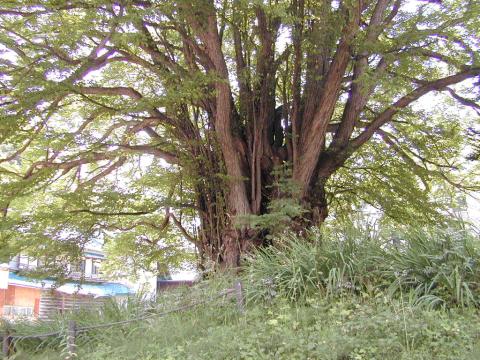 小金湯桂不動のカツラ