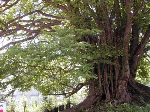 小金湯桂不動のカツラ